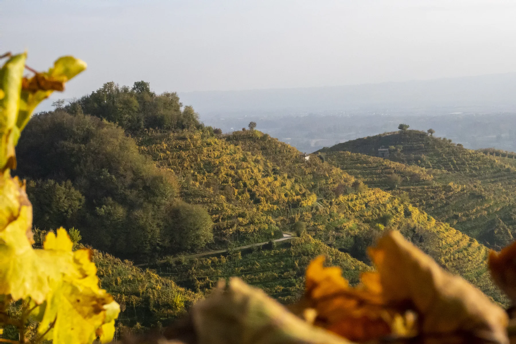 The Prosecco Hills