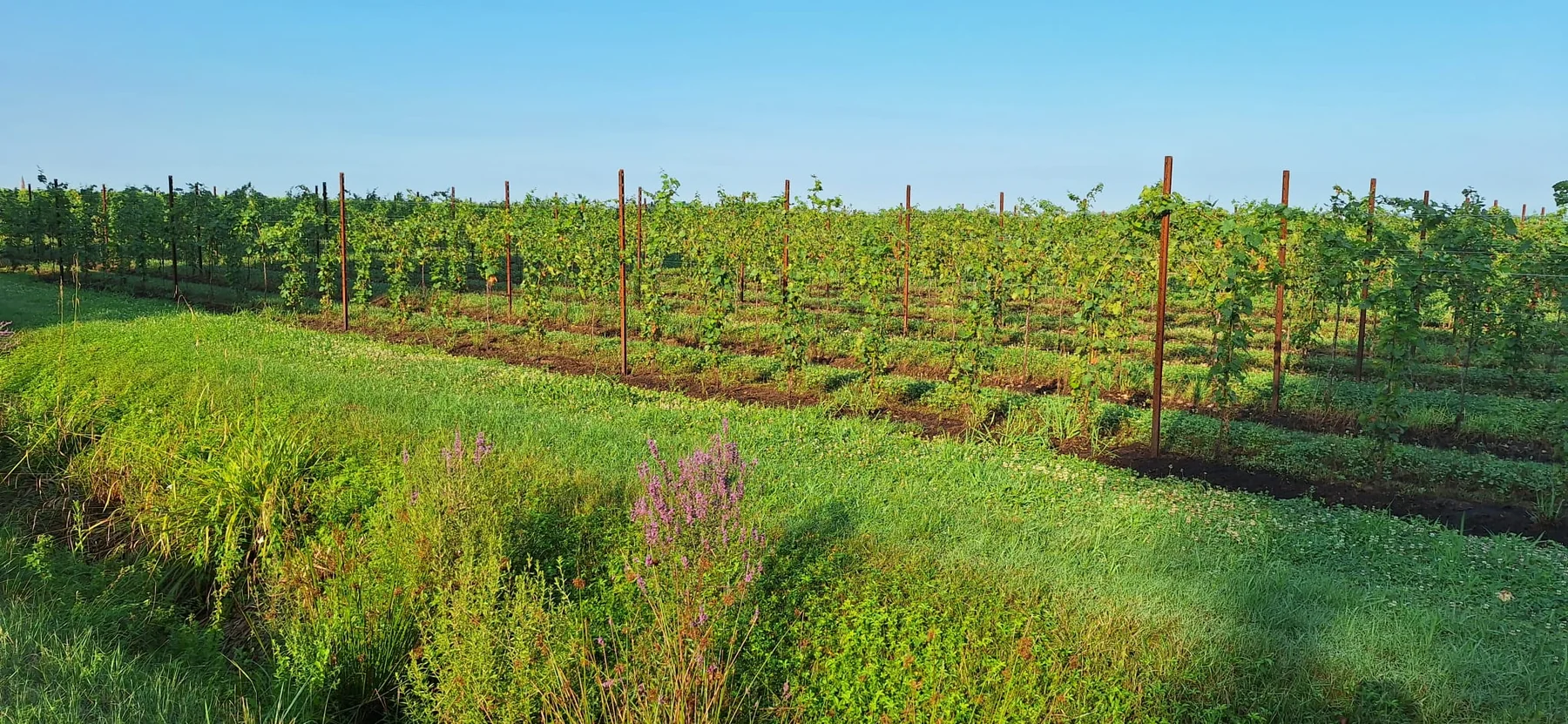 Vines near Gaiarine in autumn