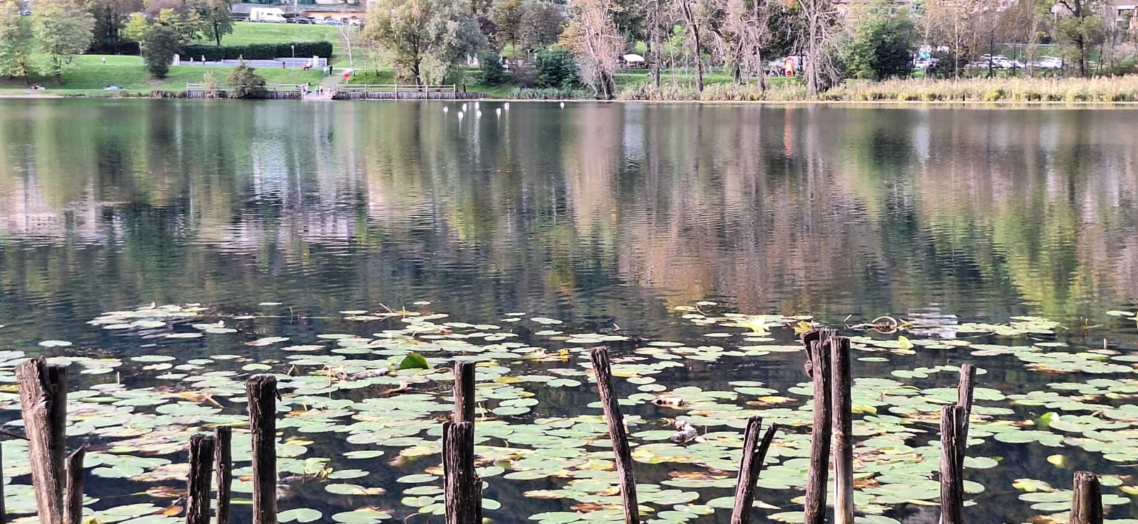 Water lilies and reflections on Lago di Revine